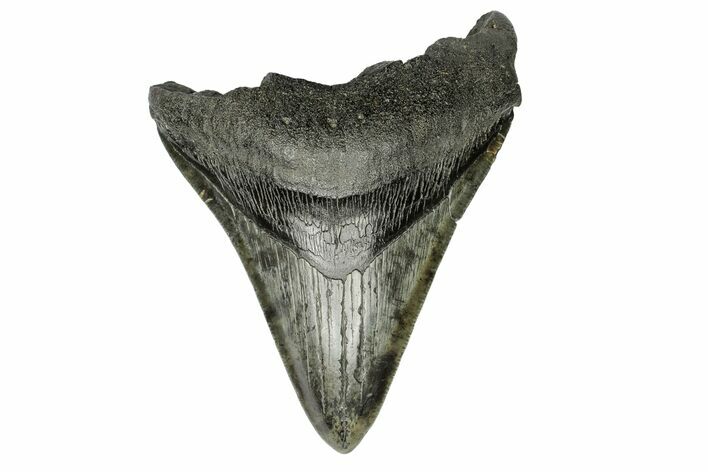Fossil Megalodon Tooth - South Carolina #166089